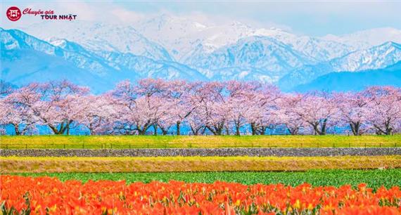 [HCM] Tour Nhật Bản Thiết Kế Đặc Biệt 7N6Đ: Bộ Tứ Mùa Xuân